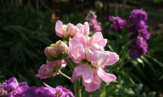 紫罗兰的花语是啥 白色紫罗兰花语